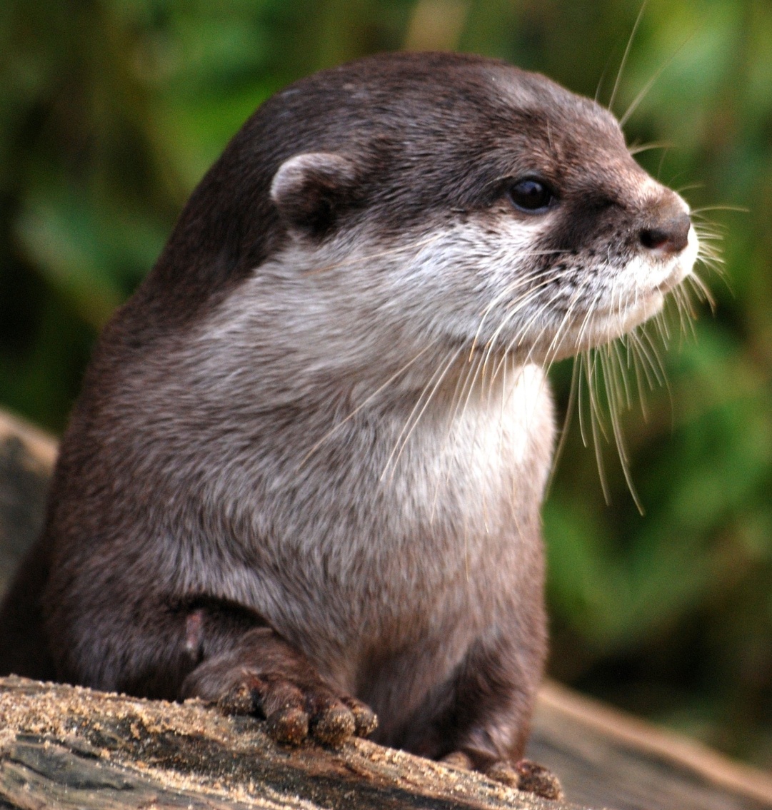 Otter